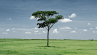 https://www.solacecares.com/wp-content/uploads/BRIDGING-ISOLATION-1-200x113.png