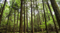 https://www.solacecares.com/wp-content/uploads/CARBON-FUND-2-200x113.png
