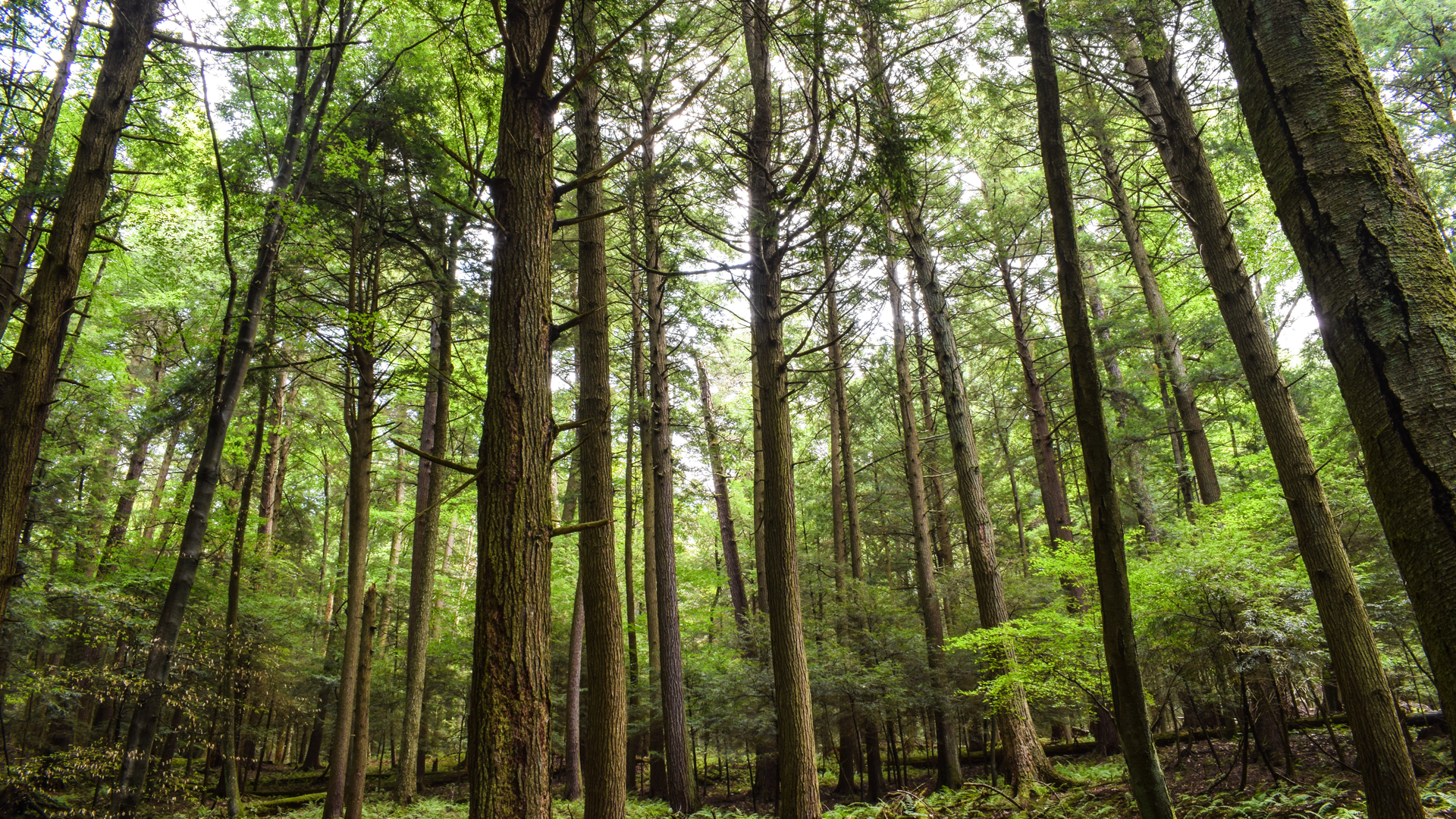 Using Carbon Offsets to Make Cremation ‘Greener’