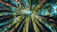 https://www.solacecares.com/wp-content/uploads/CARBON-NEUTRAL-200x113.png