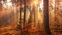 https://www.solacecares.com/wp-content/uploads/HOSPICE-HELPED-US-LIVE-200x113.png