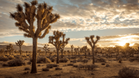 https://www.solacecares.com/wp-content/uploads/NATIONAL-PARKS-1-200x113.png