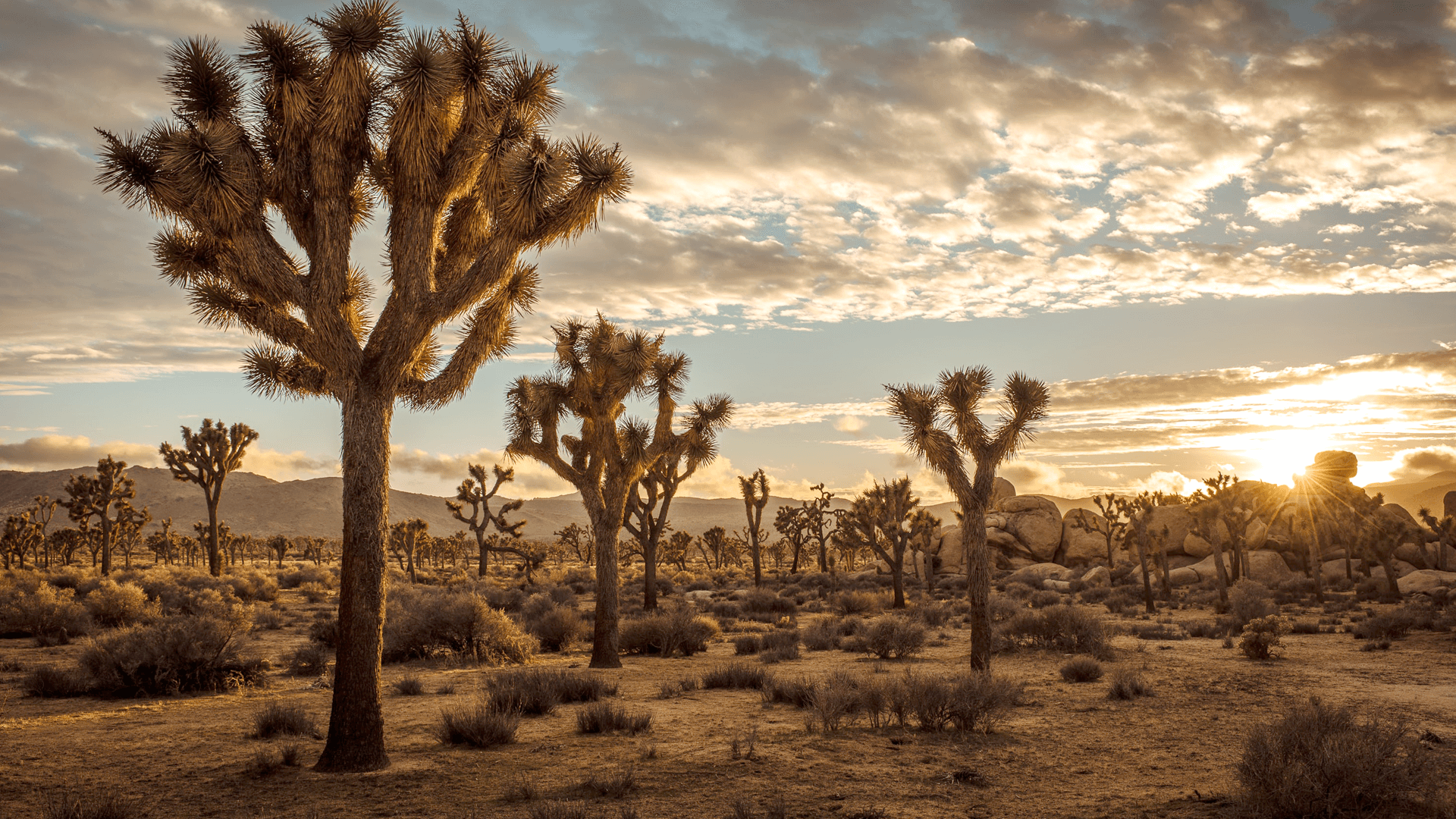 Which National Parks Allow ‘Ash’ Scattering?