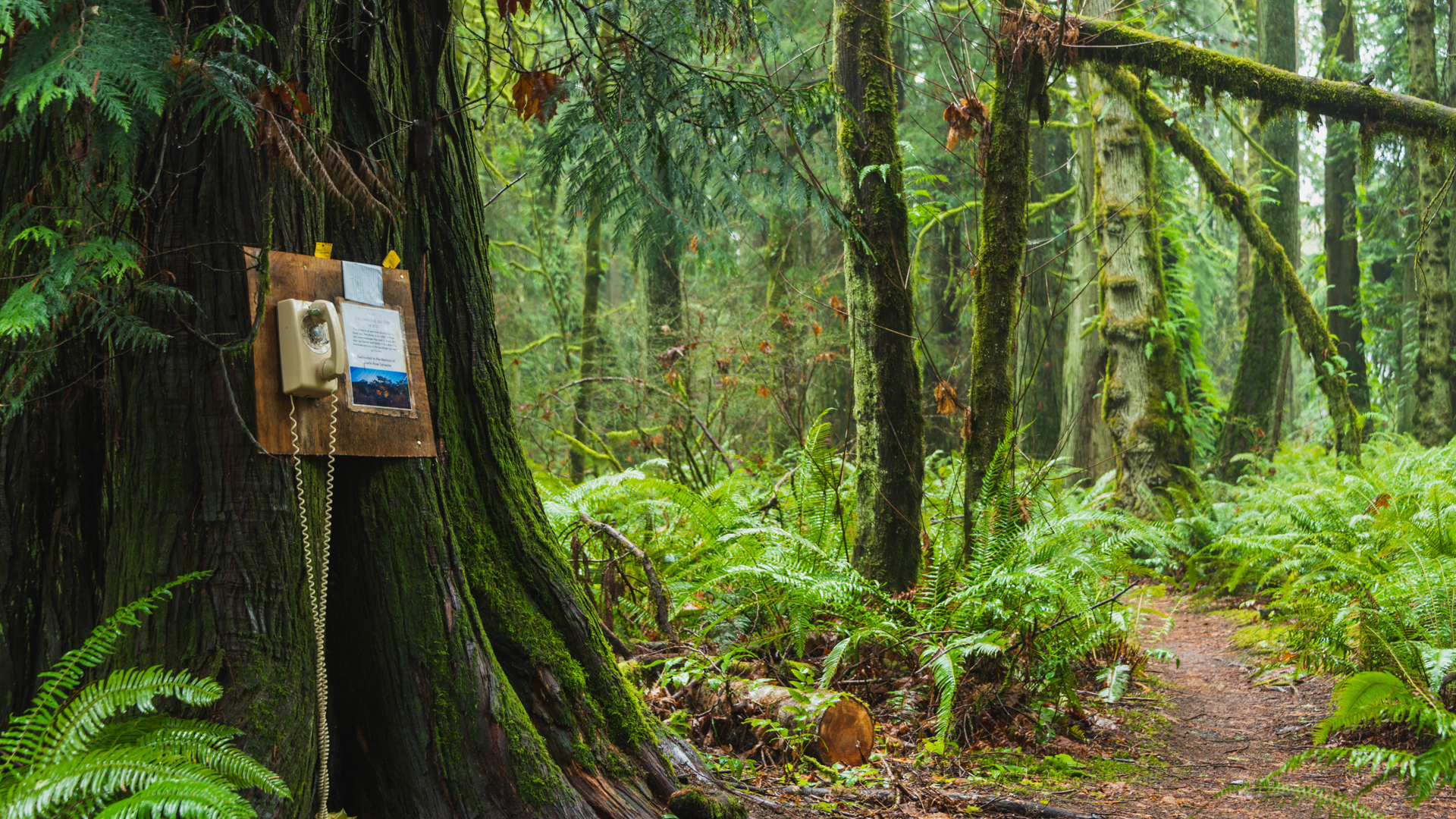 A Phone in the Forest Helps Grieving Talk with Loved Ones