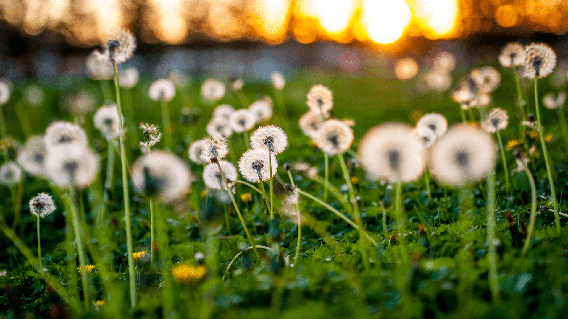 Cremated Remains in the Closet? Time for Spring Scattering