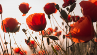 https://www.solacecares.com/wp-content/uploads/REMEMBERING-MOM-200x113.png