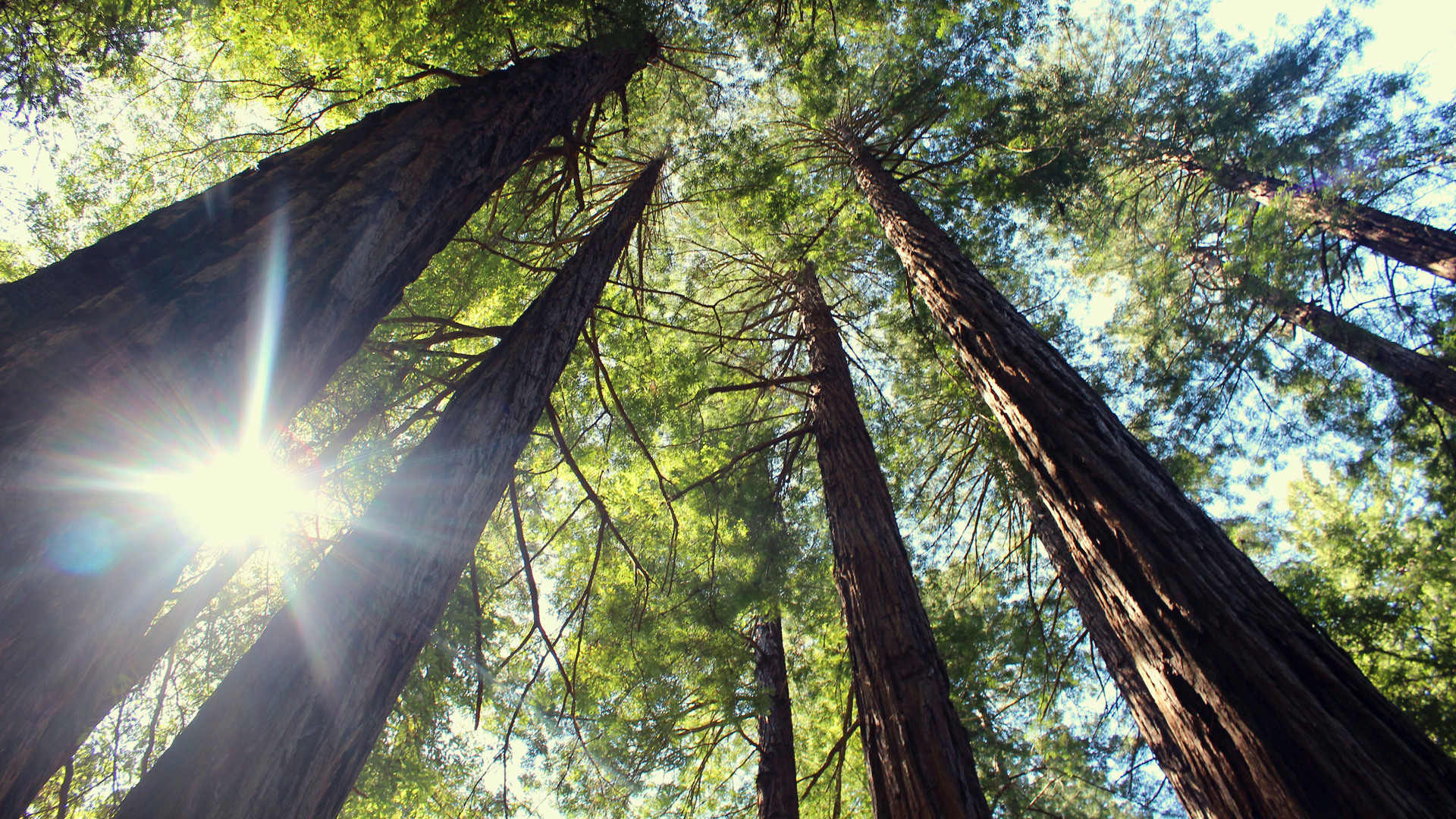 Trees Not Tombstones: Remembering Loved Ones Outside