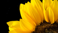 https://www.solacecares.com/wp-content/uploads/WHAT-IS-A-DOULA-200x113.png